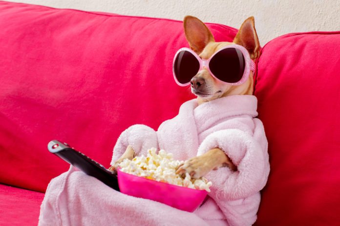 dog watching tv on the couch